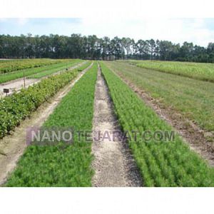 Establishment of plantations Establishment of plantations